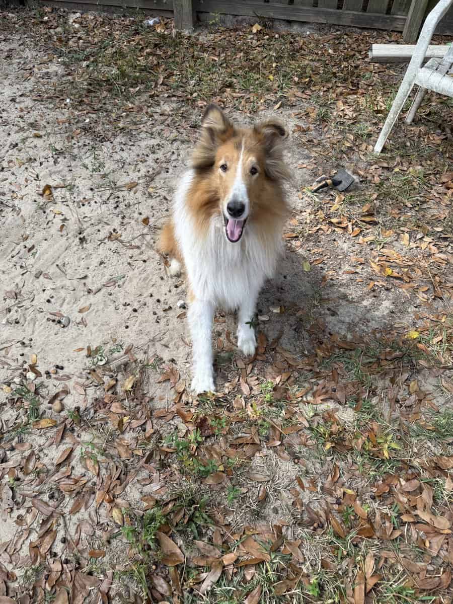 Love Lassie? Check out this handsome fella! image 4