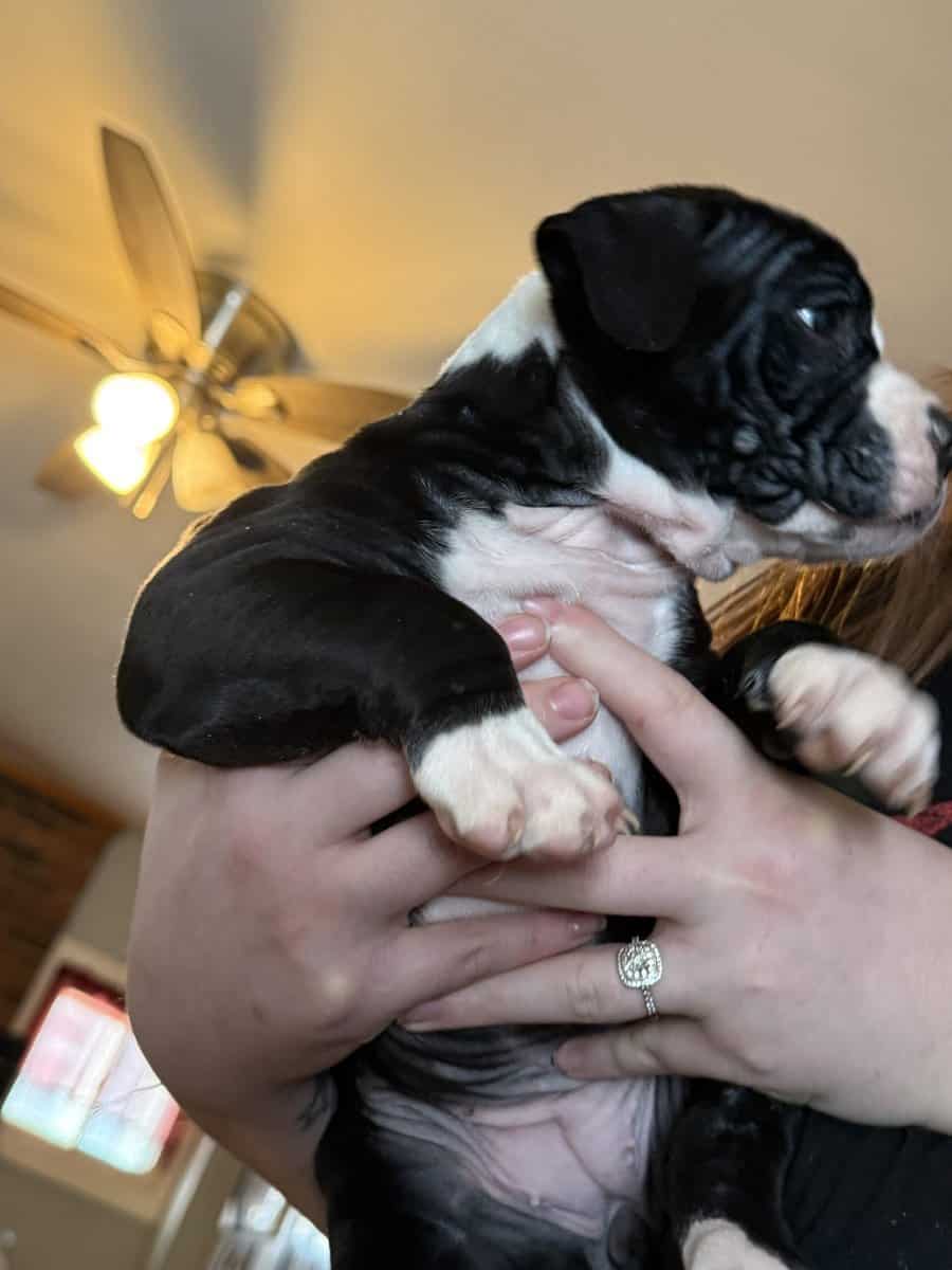 Puppies for Sale! image 4