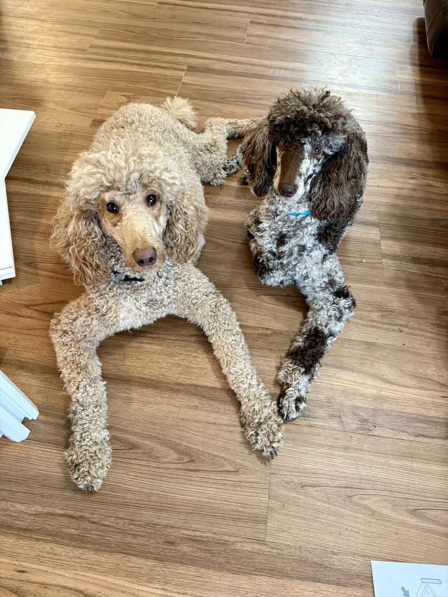 Chocolate Standard Poodle image 4