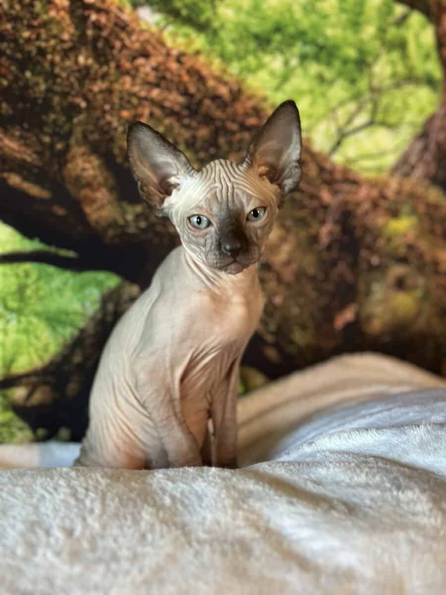 Sphynx kitten image 7