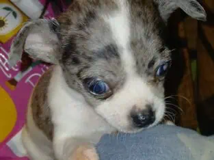 Tiny male white with Merle piebald chihuahua puppy