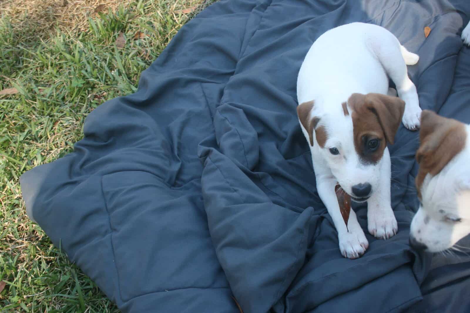 Jack Russell Terrier Puppies for sale image 10