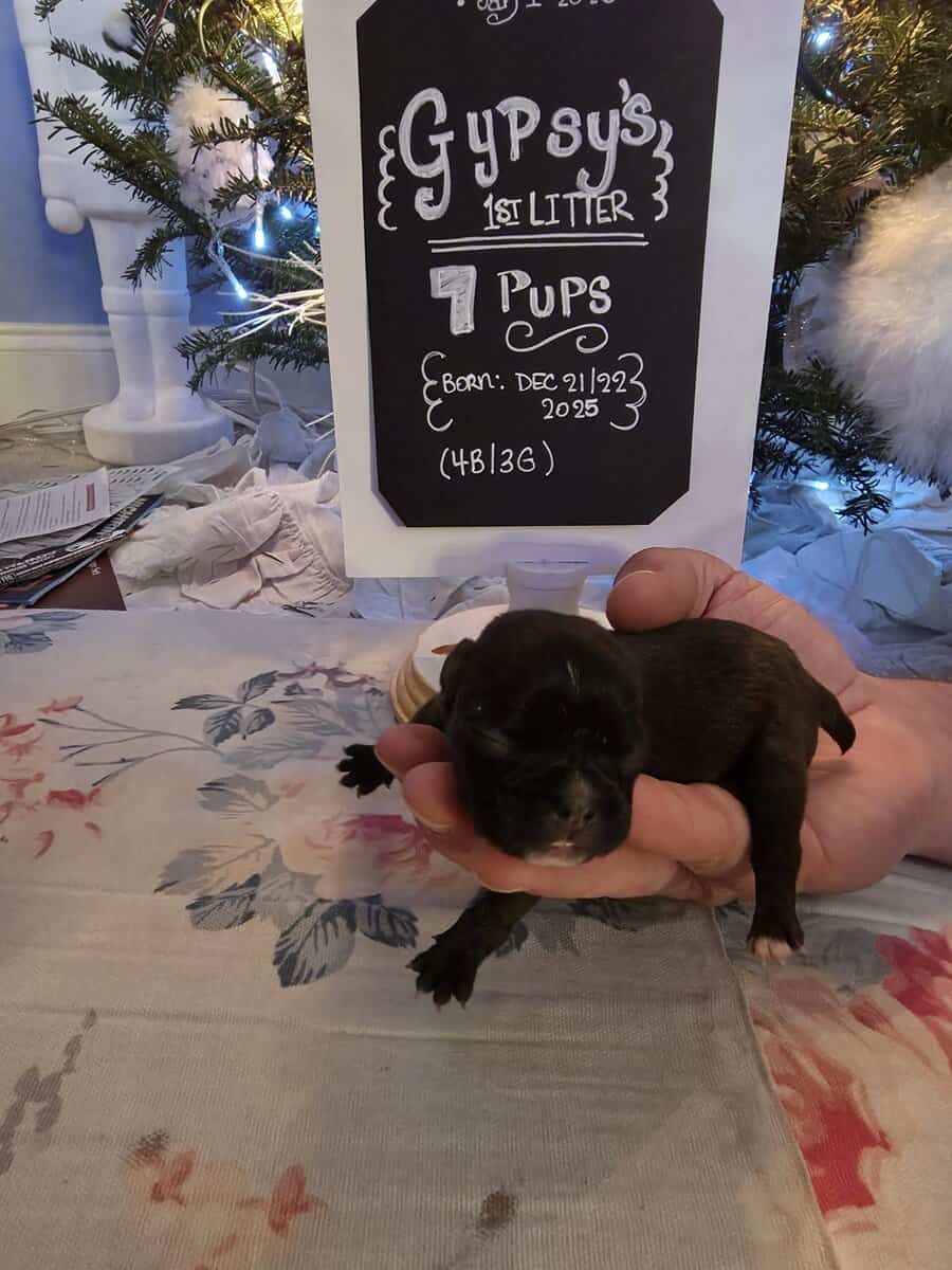 Gypsy's Frenchie puppies image 4