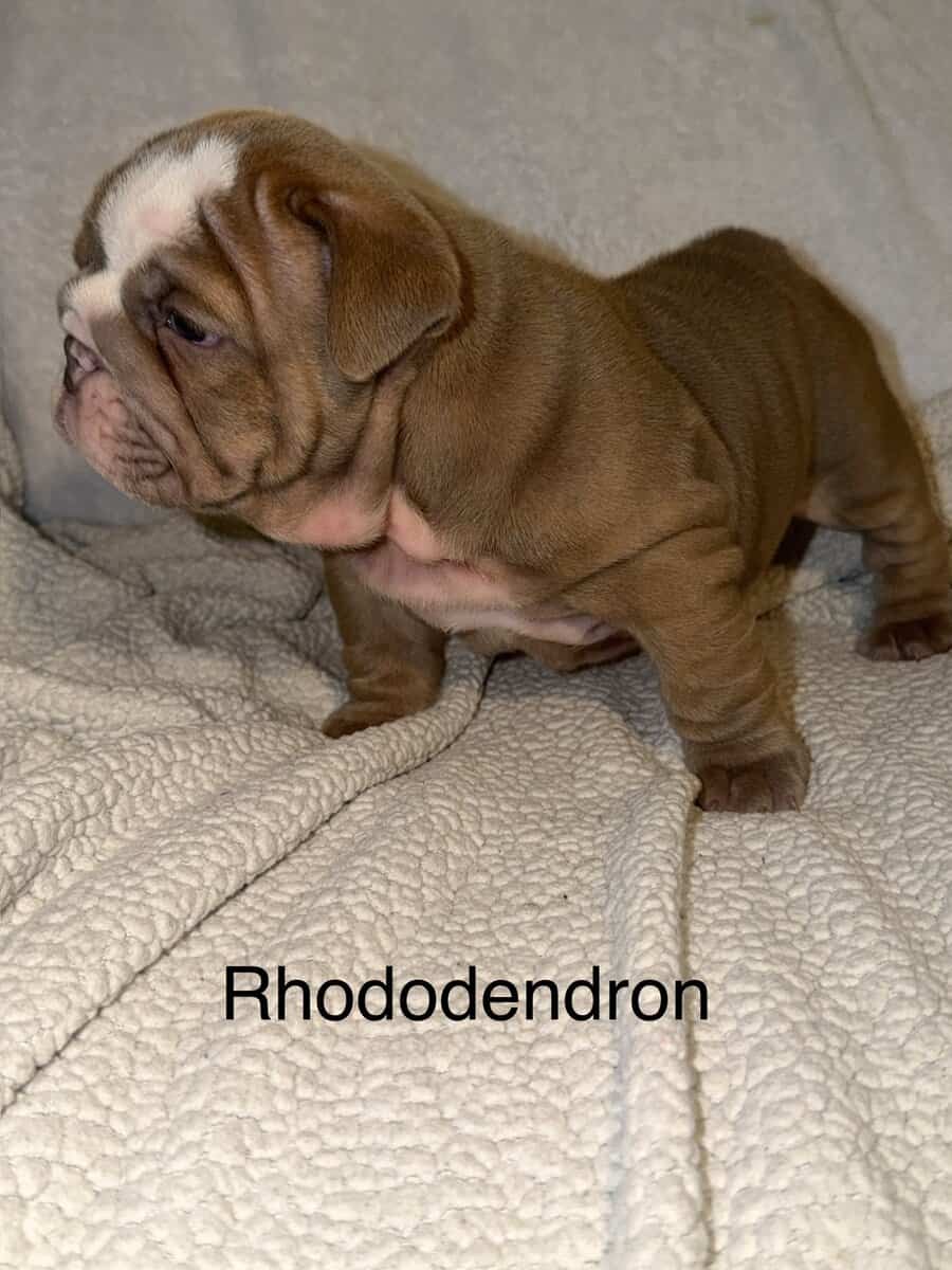 🐾 **Adorable English Bulldog Puppies ** 🐾 image 18