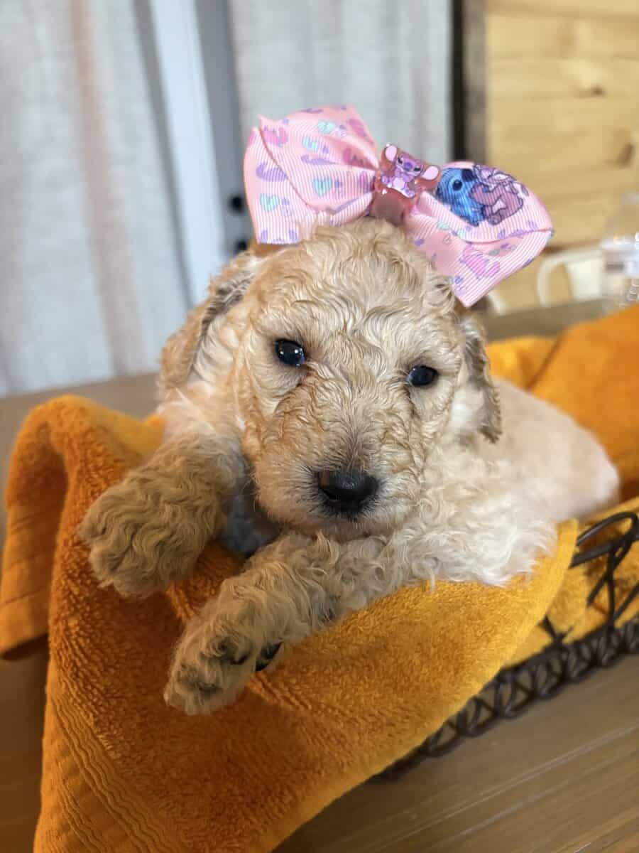 Standard poodle image 1
