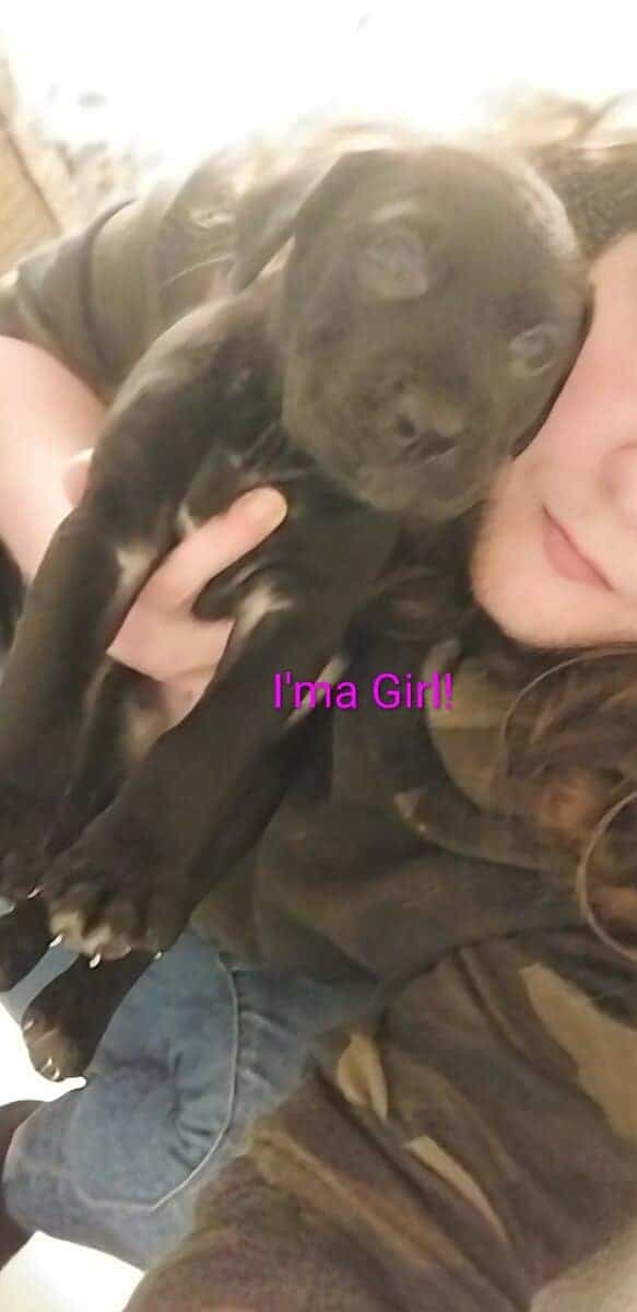 4 Puppies Needing a Forever Home image 3