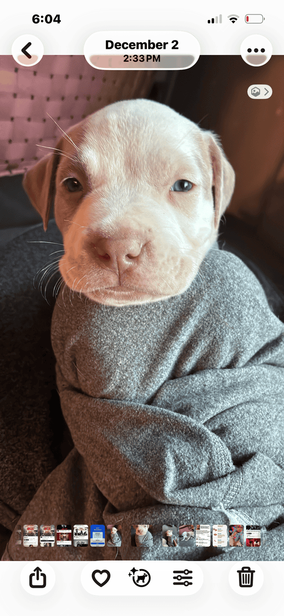 Beautiful American Staffordshire Terrier Puppies. image 14