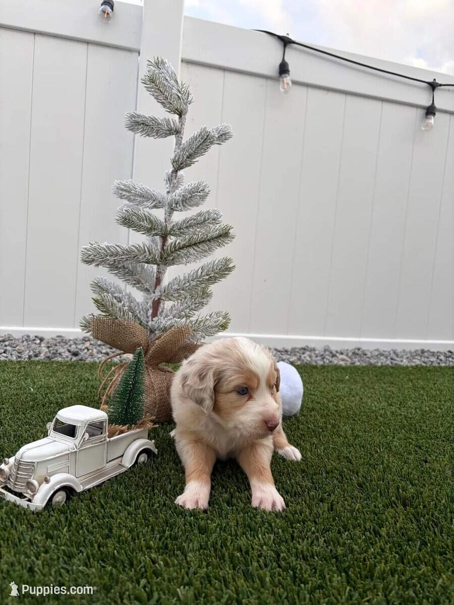 Red Merle - Mini Australian Shepard - image 2