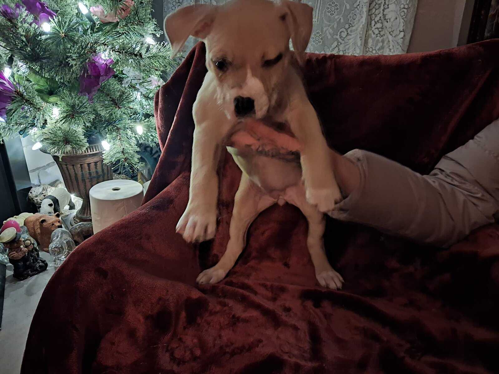 American Pit Bull Terrier Puppies Available image 2