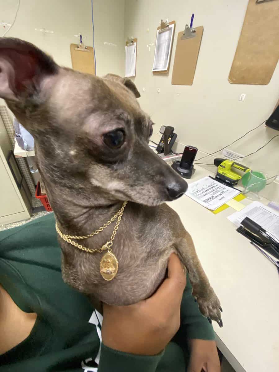 Chihuahua image 1