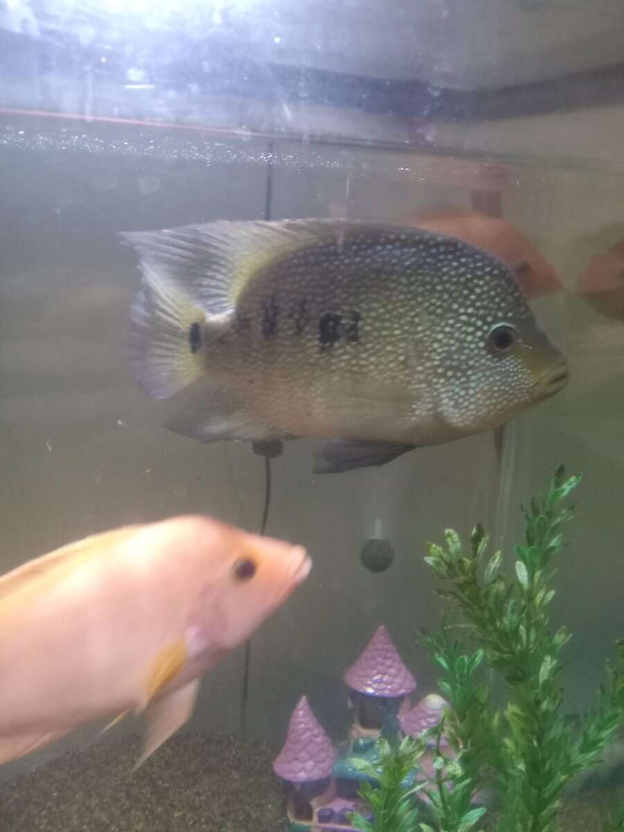 Cichlids image 2
