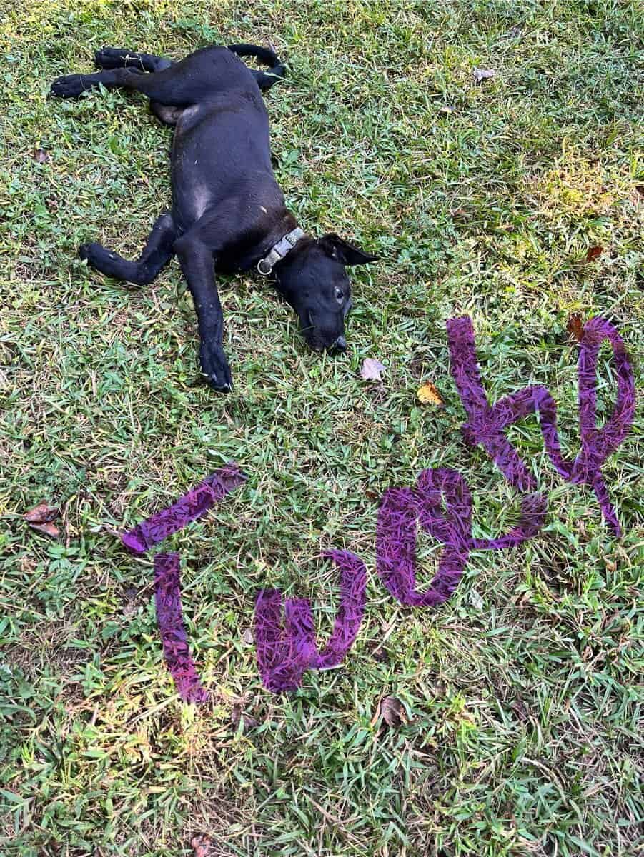 Puppies image 2