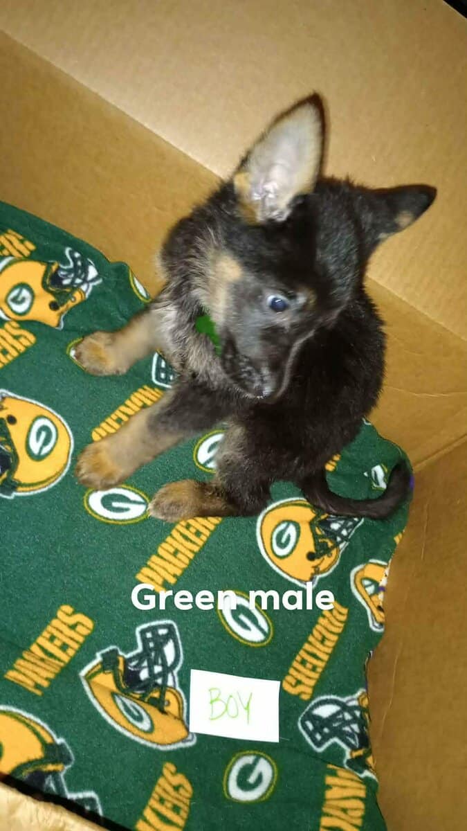 German Shepherd Puppies image 1