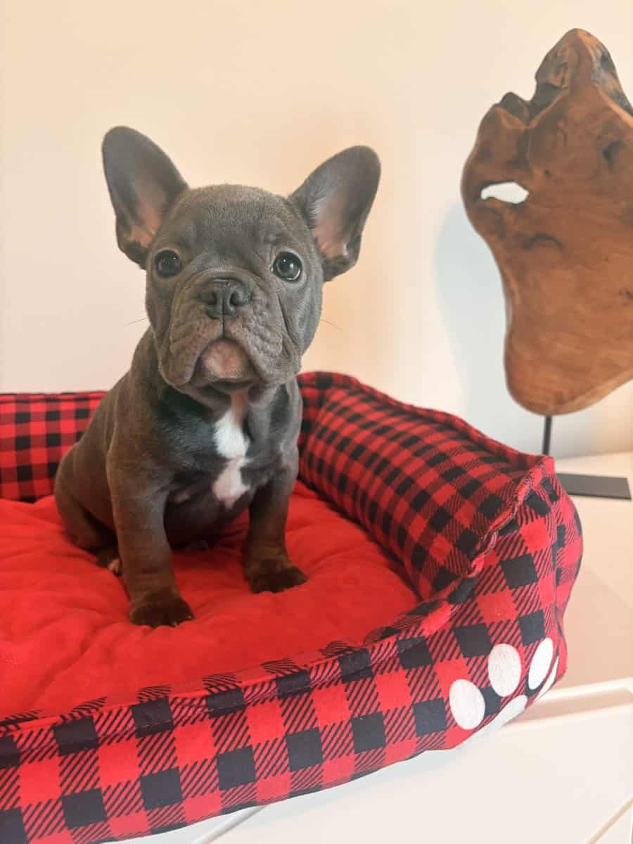 Frenchies looking for a Forever Home image 7