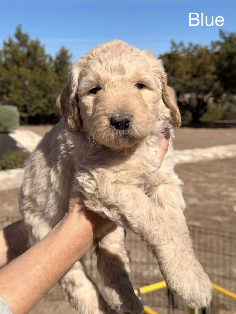 Gentle Giants Goldendoodles, Ready Valentine's Day image 5