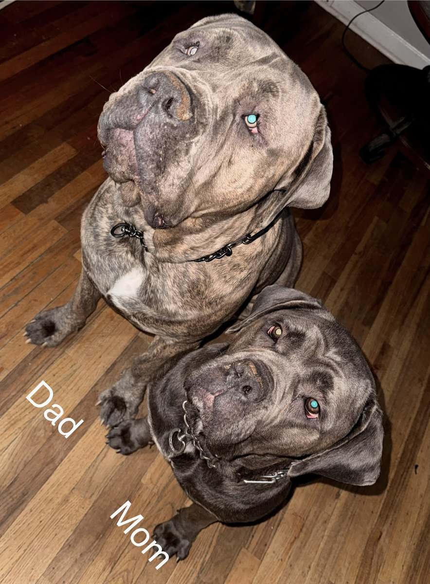 Beautiful Cane Corso Puppies Available 🐶❤️ image 9