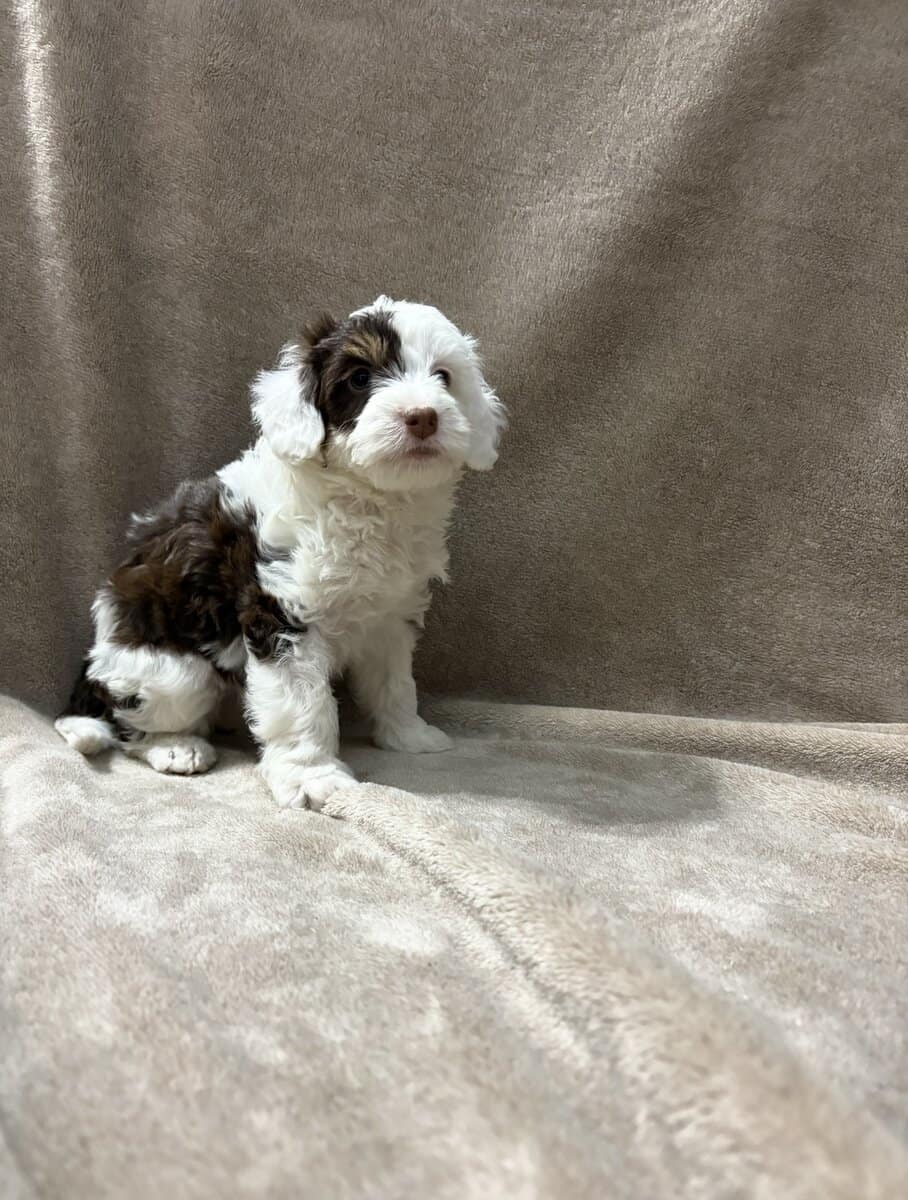 Sadie image 1