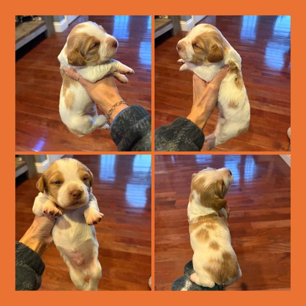 Brittany Pups image 3