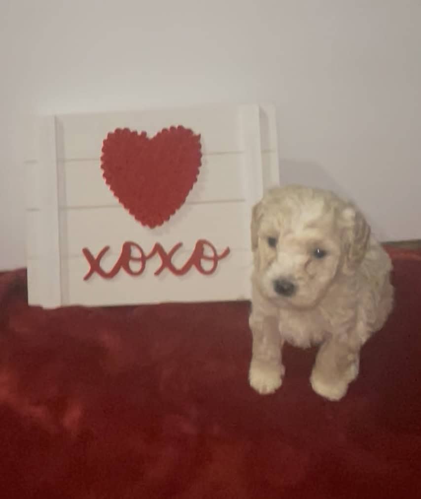 Mini Poodle Puppies image 1