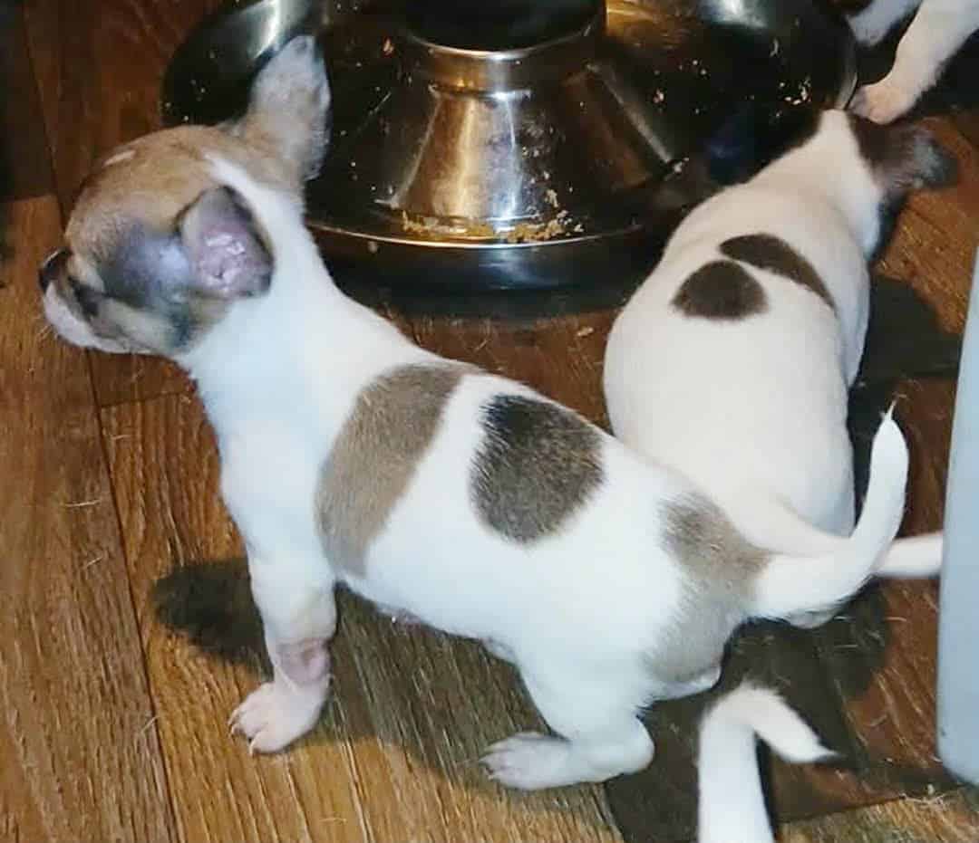 Stunning different colors merle piebald male chihu image 6
