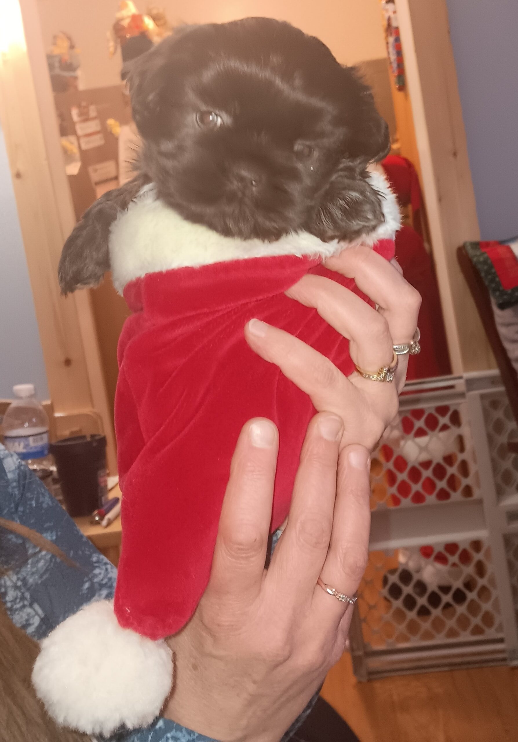 Shih tzu puppies for sale image 2