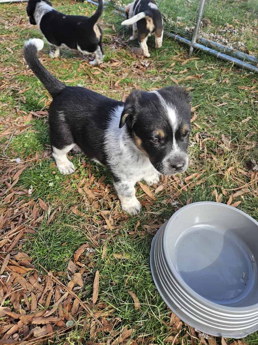 Texas Heeler Puppies image 7