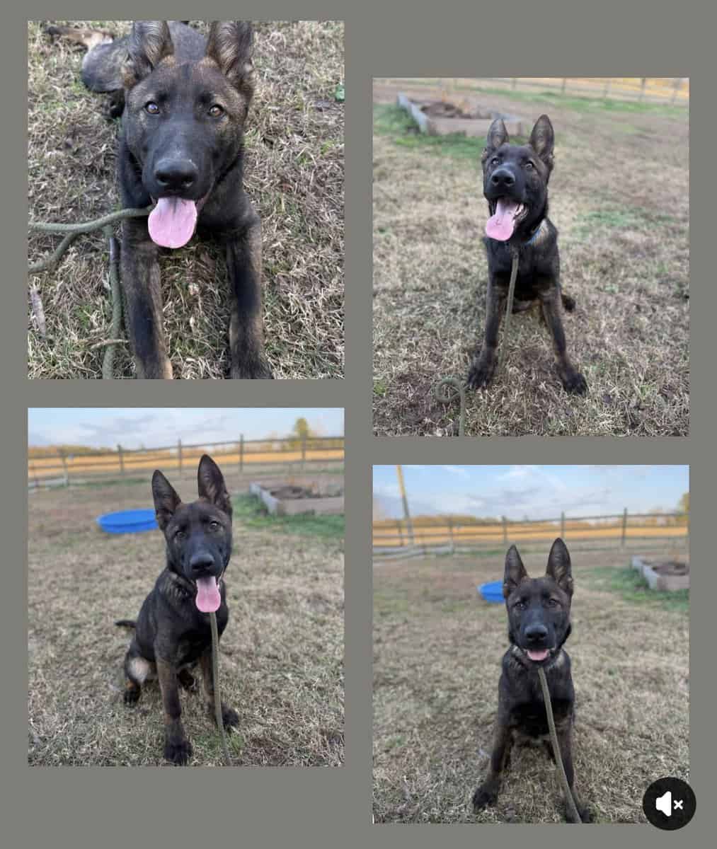 Male GSD Puppy image 1