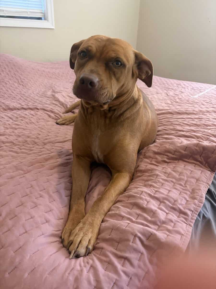 2.5 year old pit mix image 1