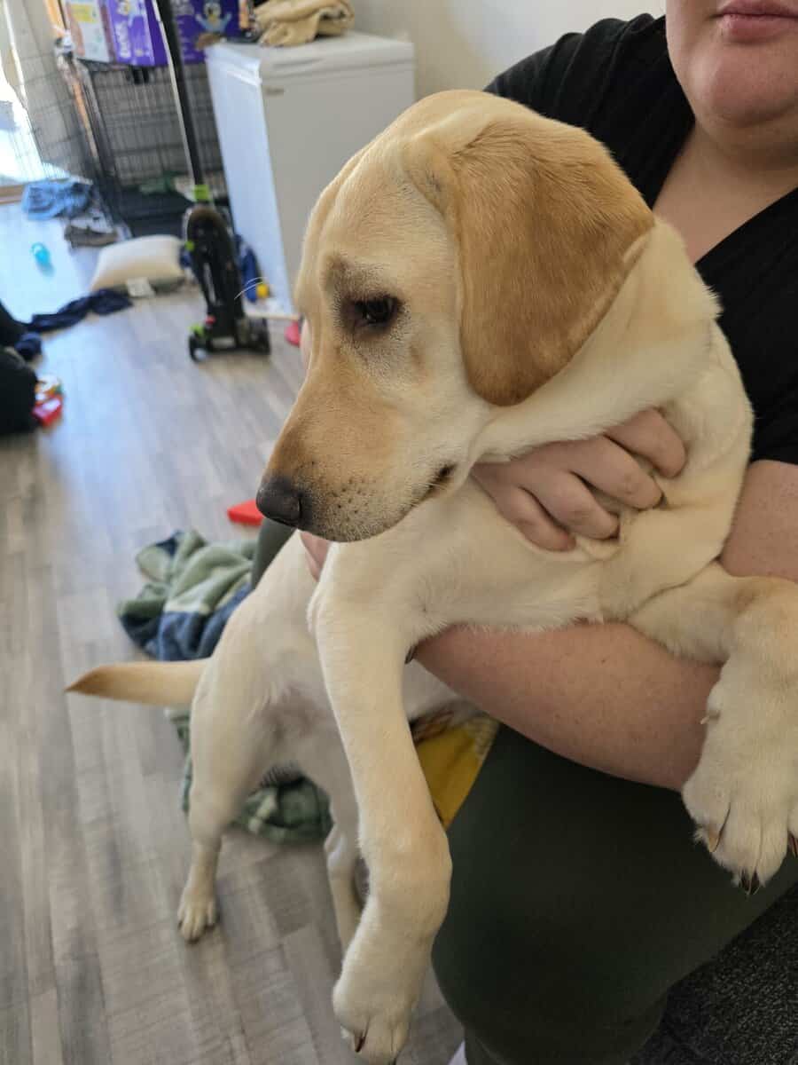 Rehoming skye image 2