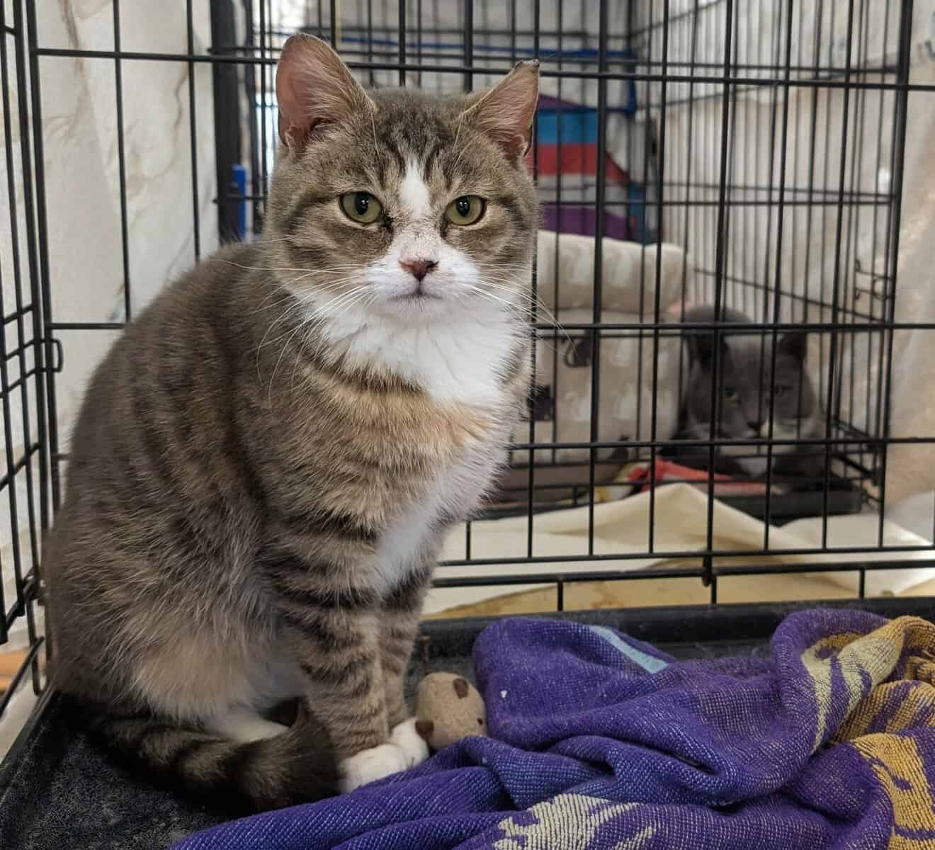 🐾 Rescued Kitties Seeking Forever Homes! image 8