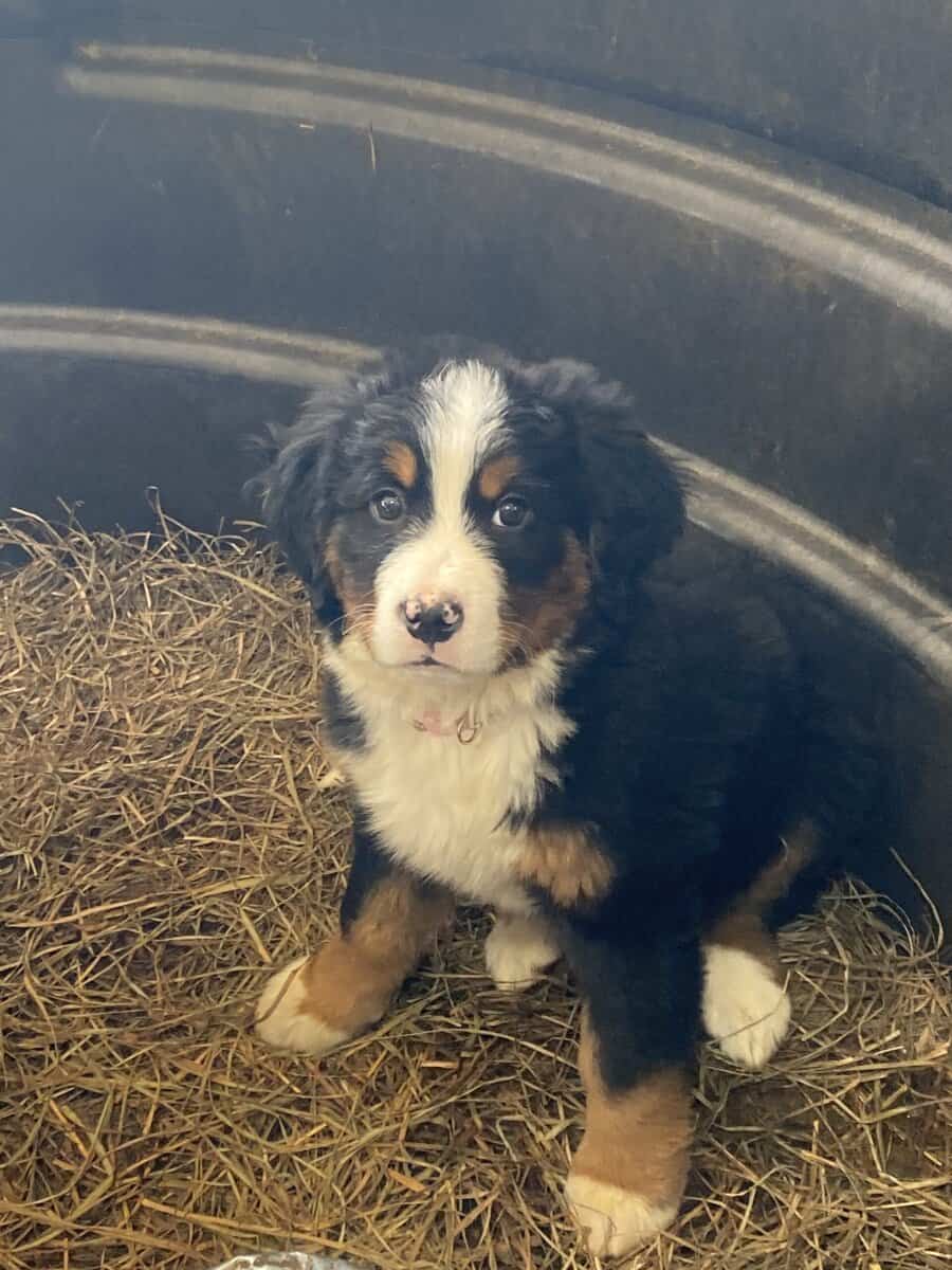 Bernese mountain dog puppies for sale image 3