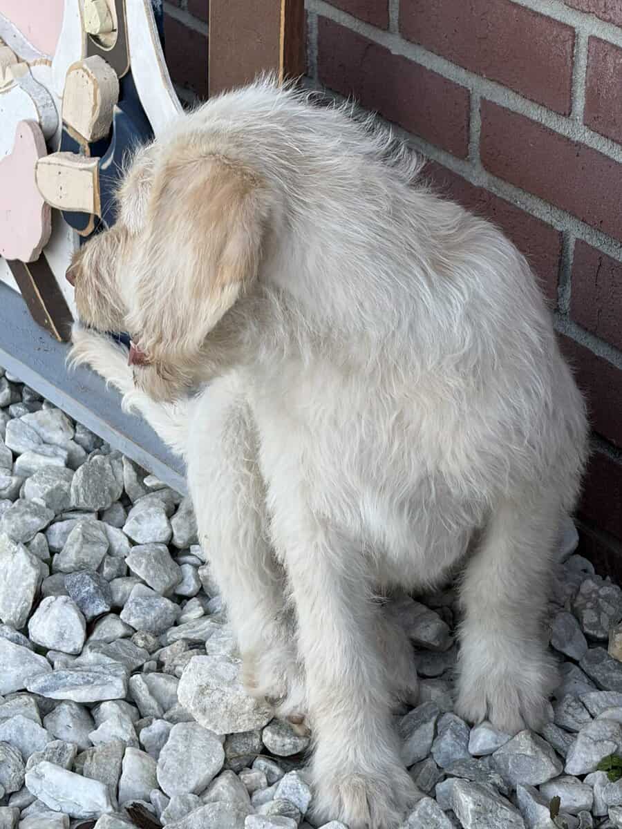 Labradoodle Puppy image 7