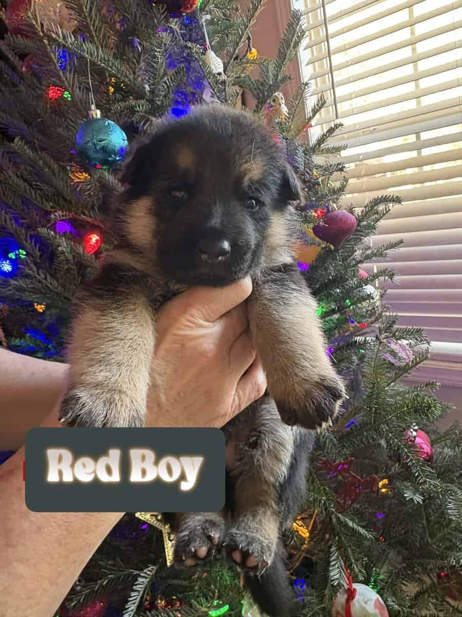 AKC German Shepherd Puppies image 3