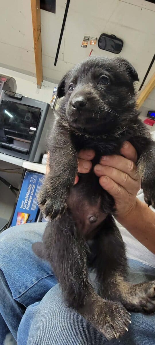 AKC Registered German Shepherd Puppies image 4