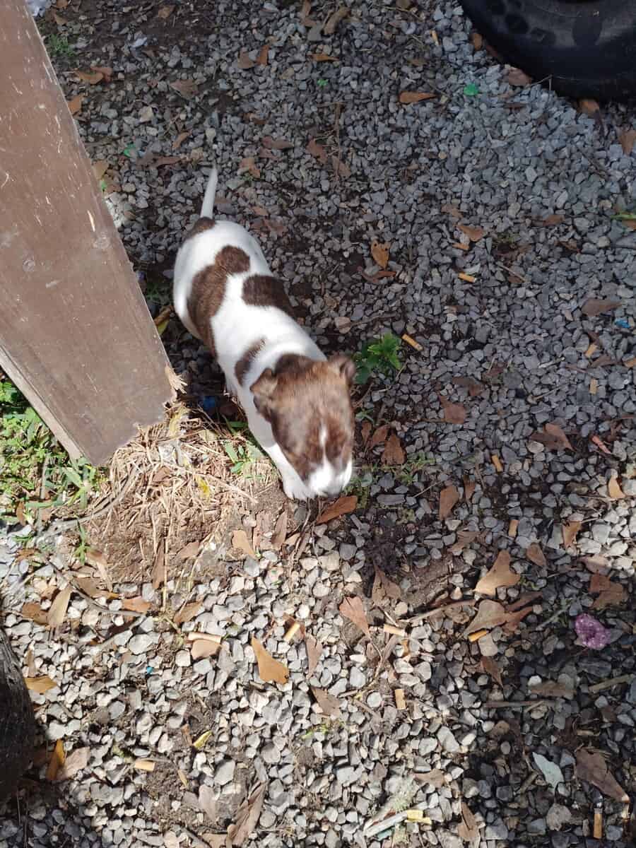 Puppys need good home image 3
