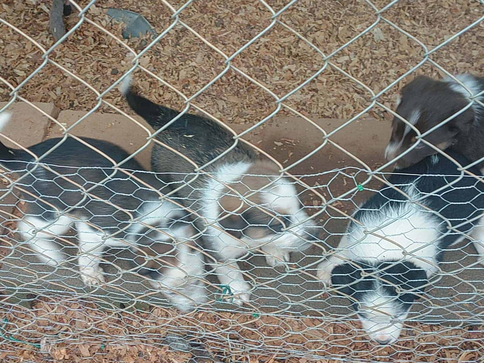 Border Collie/ Australian Shepard mix puppies image 10