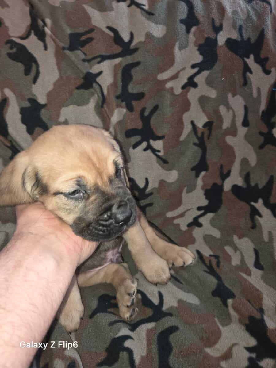 Mans best friend image 6