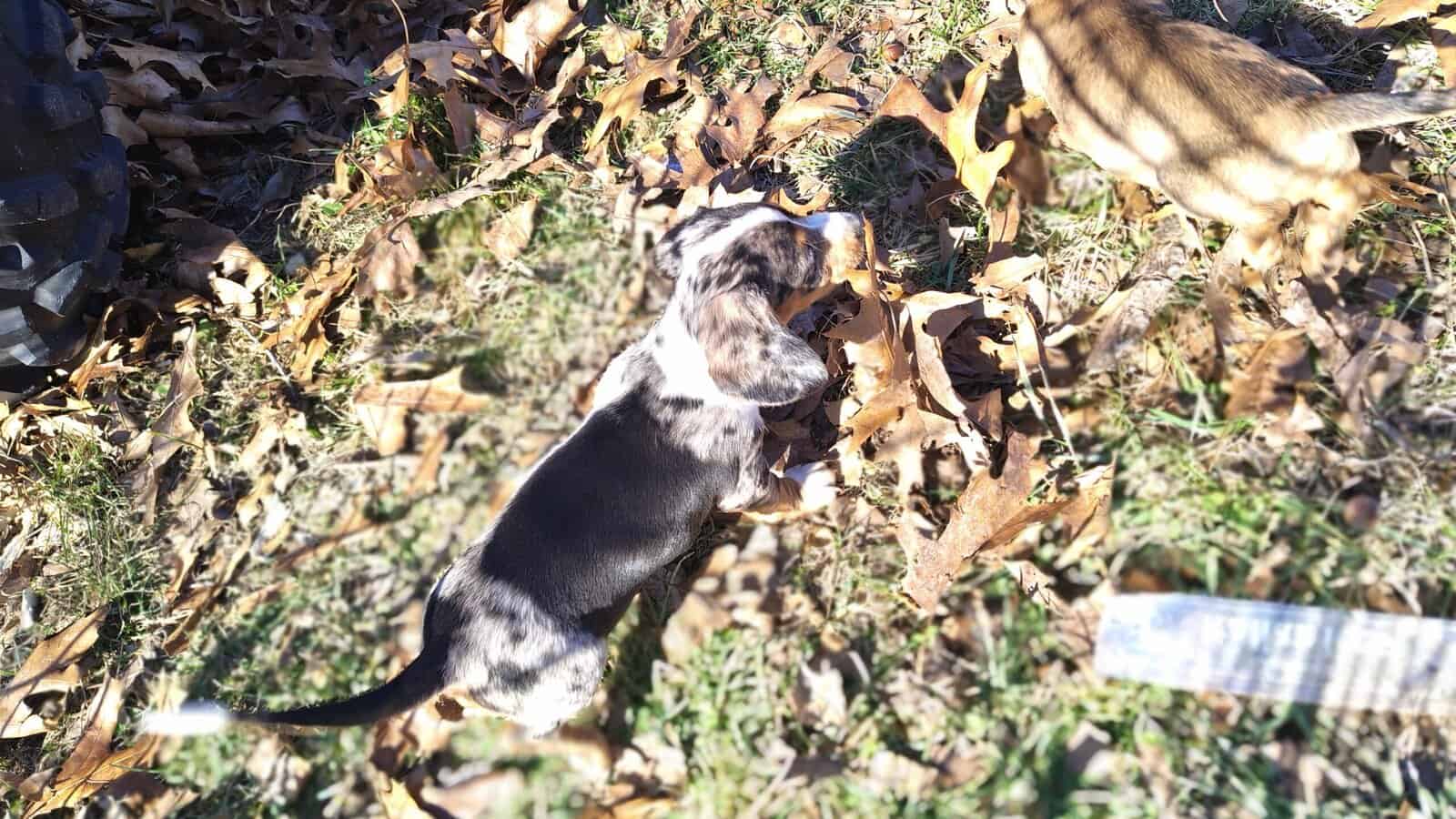 Mini Dachshund image 4