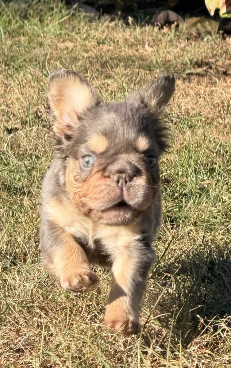 French Bulldog image 9