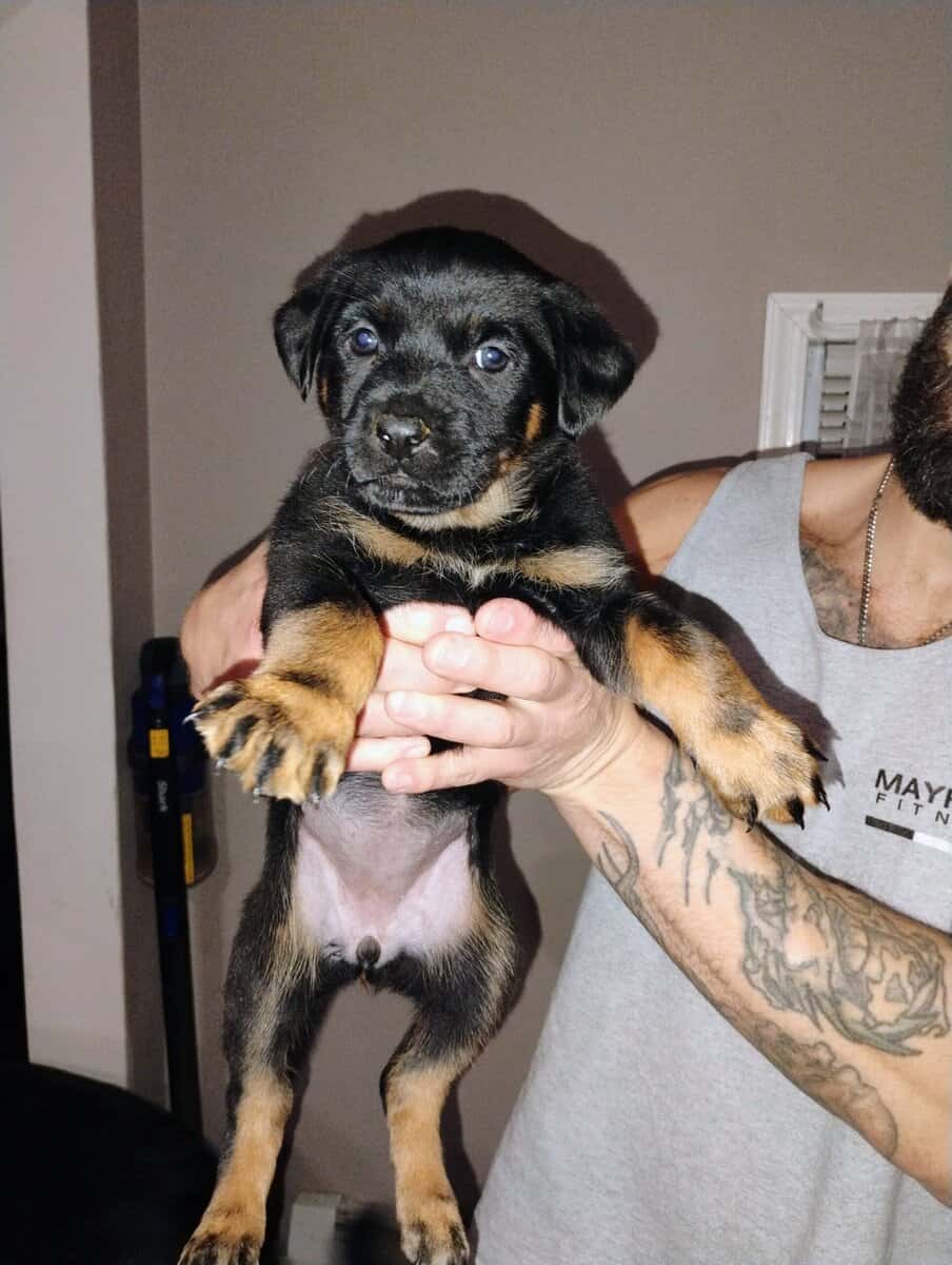 Rottweiler/ German Shepherd mix puppies image 7