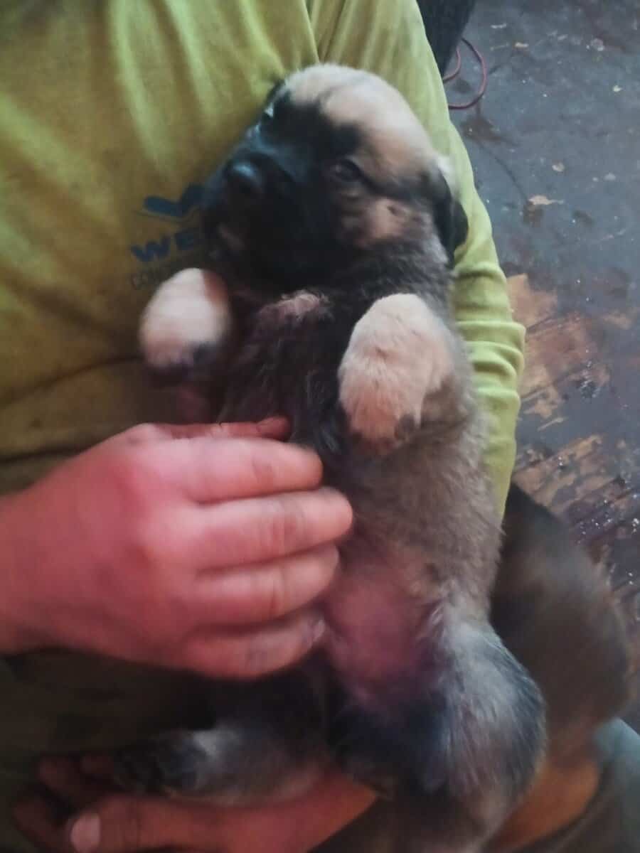 Puppy for a forever home image 5