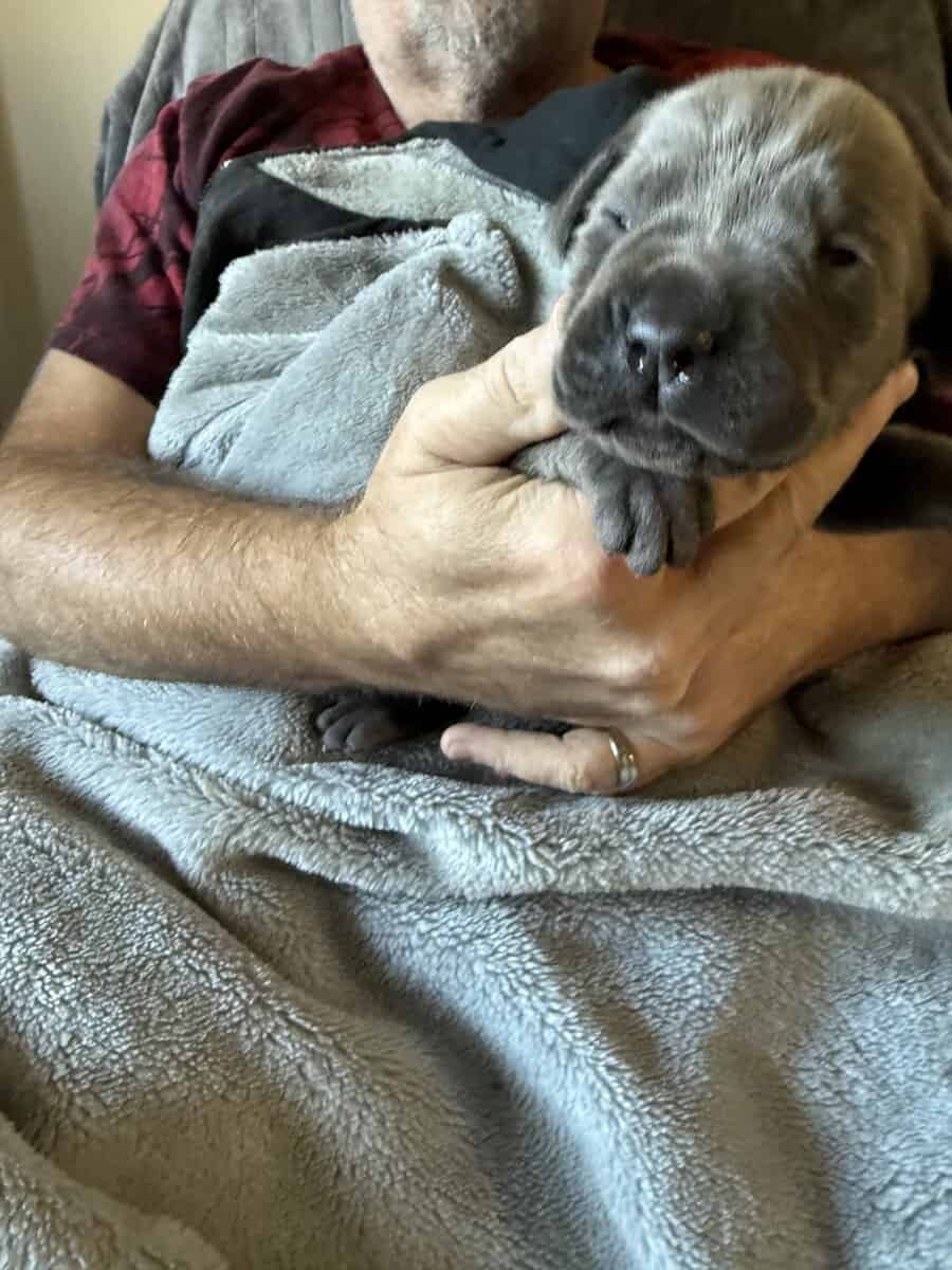 Cane Corso puppies image 3