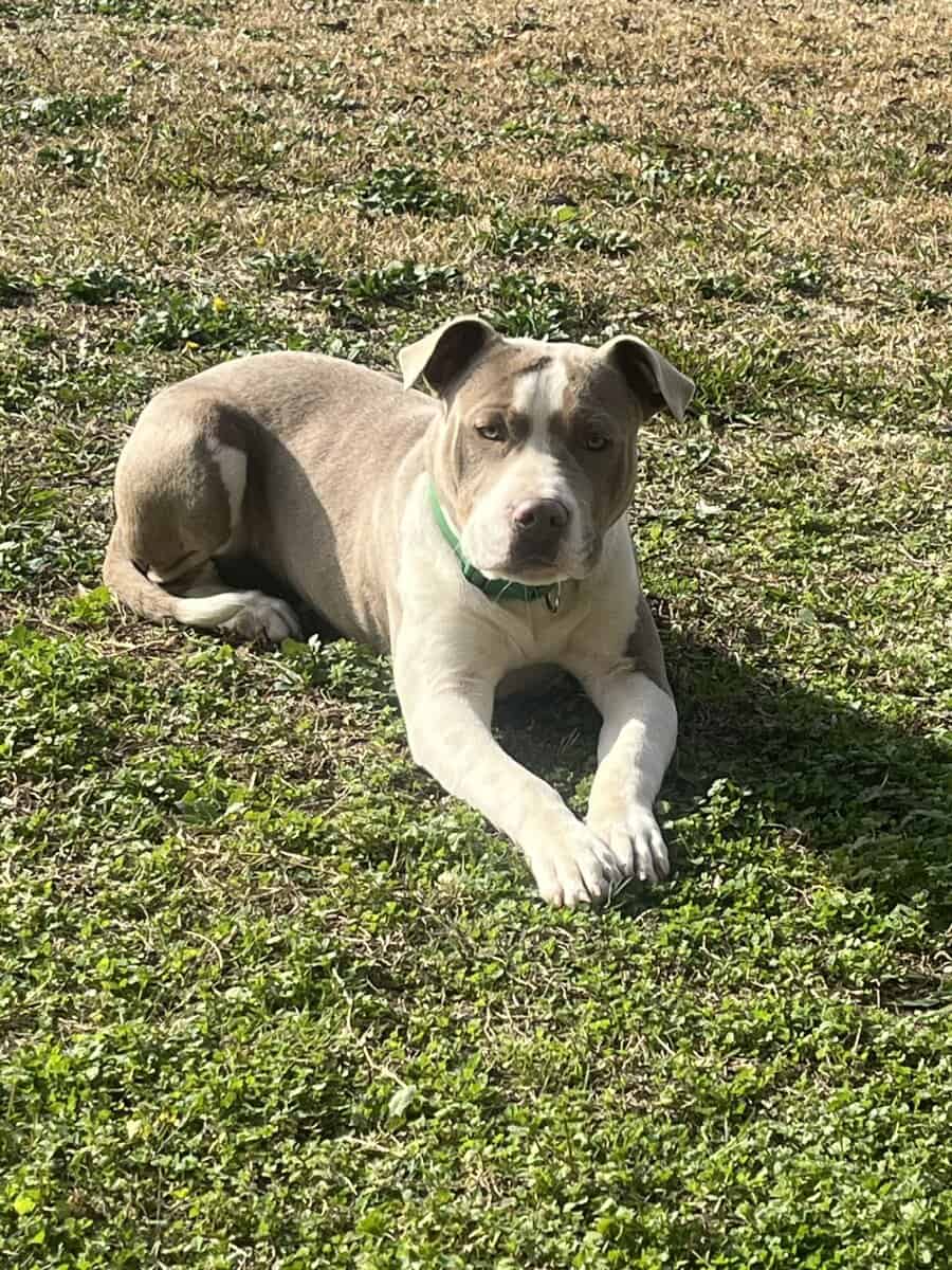 Red nose Pitbull for sale! $300 image 2