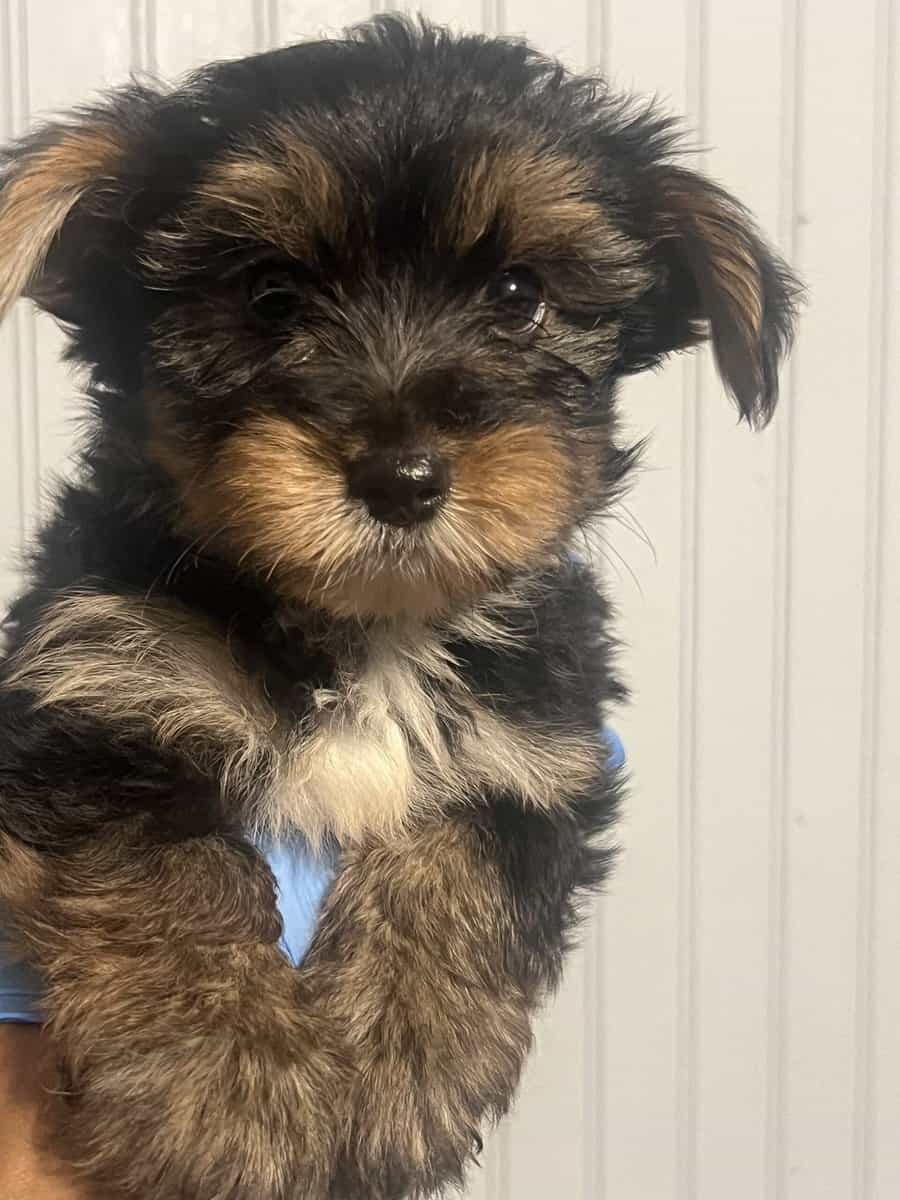 Yorkies image 1