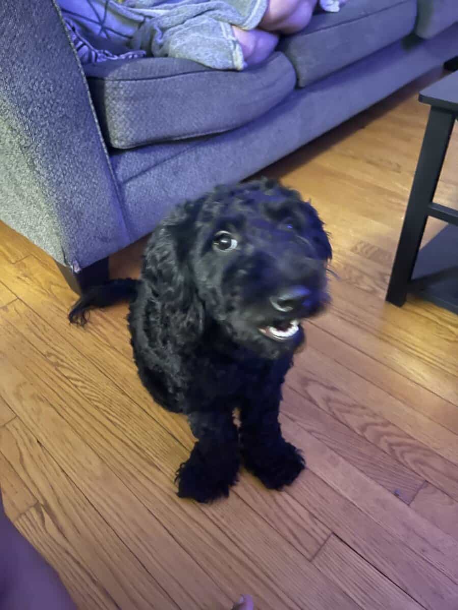 Leo the Doodle image 2