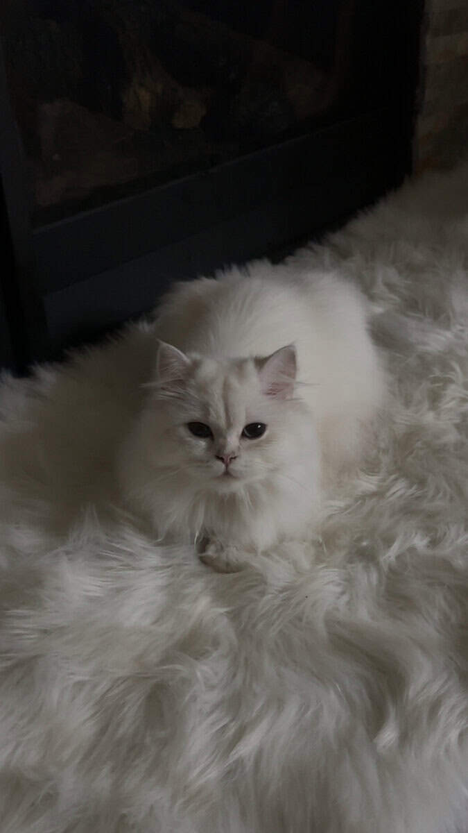 Rehoming Kitty image 5