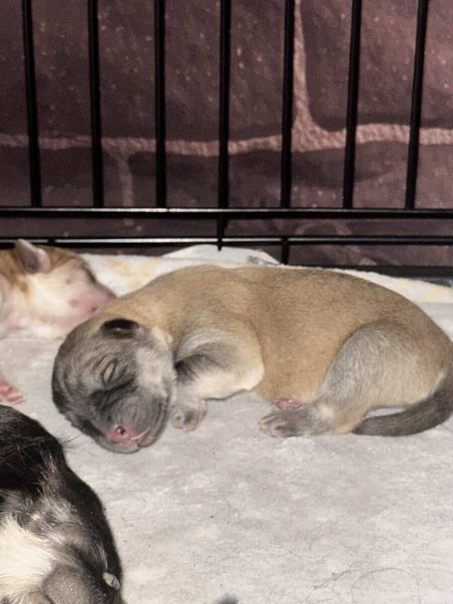 German Shepherd/Husky & Chow Chow Mixed Breed Pups image 4
