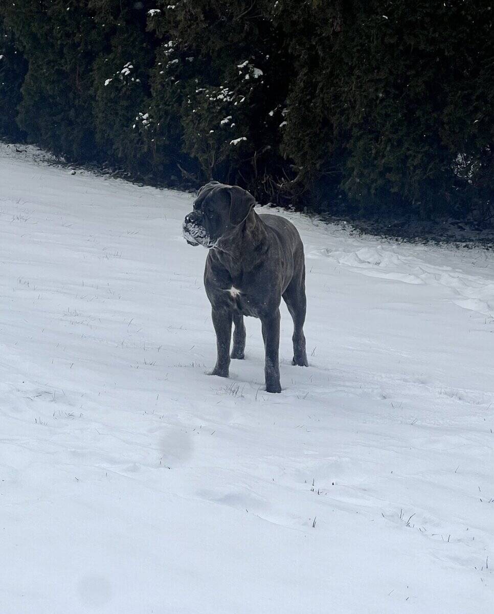 Energetic Female Cane Corso image 3