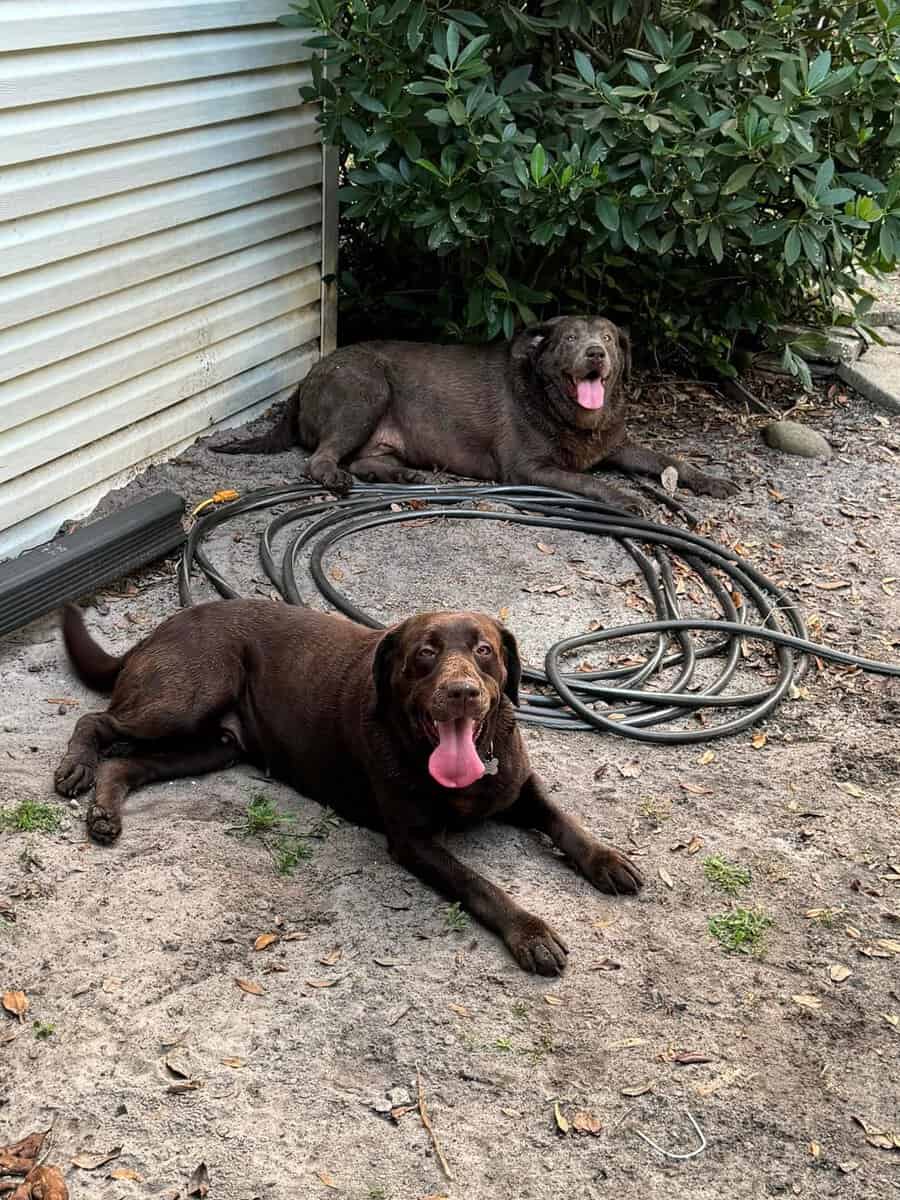 2 female labs image 1