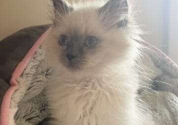 UPCOMING SPRING RAGDOLL KITTENS
